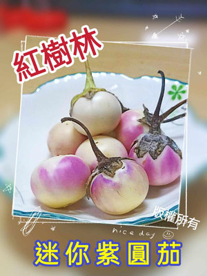 【紅樹林】迷你紫圓茄.綠花茄(種子)~每份20粒