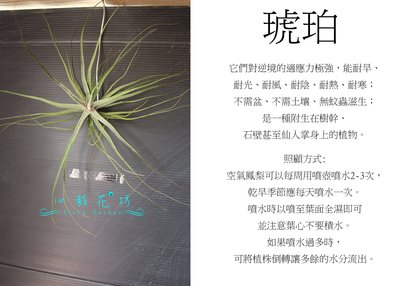 心栽花坊-琥珀/空氣鳳梨/懶人植物/售價150特價120