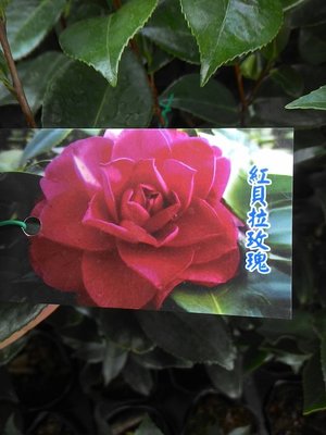 ╭☆東霖園藝☆╮超優質茶花-- (紅貝拉玫瑰)--