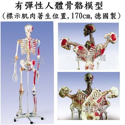 益智城新館《教學人體模型/人體骨架/骨頭模型/人骨模型/骨模型》有彈性人體骨骼模型~170公分(標示肌肉著生位置)德國製