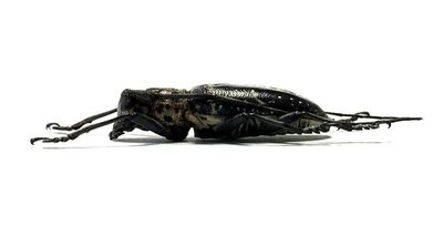 蘇拉威西原始雨林驚人的物種·鬼面天牛·甲殼蟲標本·昆蟲珍藏*-特價-桃園歡樂購