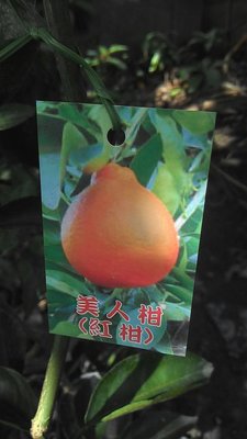 ╭☆東霖園藝☆╮水果苗(美人柑)紅柑