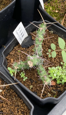 多肉園藝  四刺麒麟# Euphorbia quadrispina2.5吋盆 實物拍攝