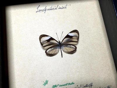 ~奇趣的自然昆蟲·南美亞馬遜雨林·令人驚嘆的物種·透翅蛺蝶++-特價