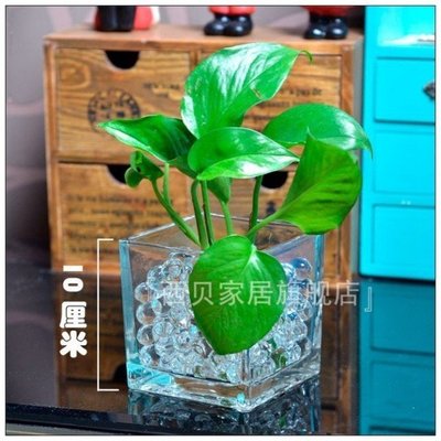 下殺 (null)玻璃方缸 水培透明玻璃方缸 透明花瓶 綠蘿水仙水培花器包郵