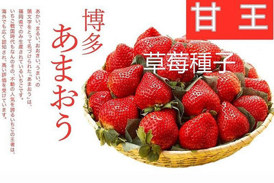 正統日本草莓種子. 博多甘王草莓   (あまおう*いちご)　***草莓種子12粒/袋