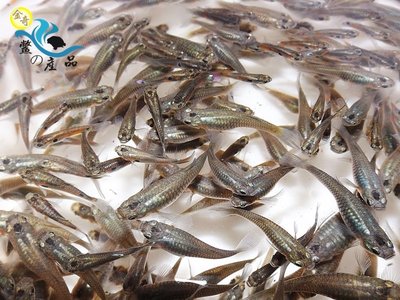 『金奇-鱉の產品』大肚魚 孔雀魚 消滅水中孑孓蚊蟲必備品 龍蝦餌料  現貨供應】