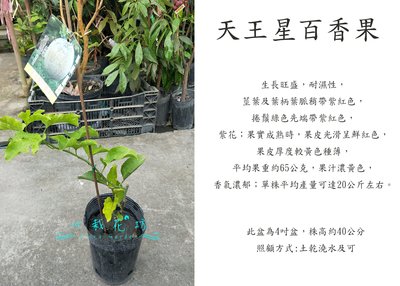 心栽花坊-天王星百香果/4吋/嫁接苗/水果苗/售價180特價150