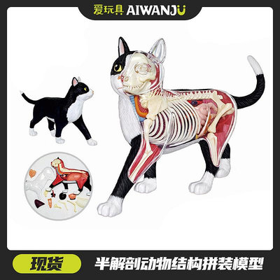 愛玩具 4D MASTER半解剖動物模型科教益智拼裝教學用具貓狗霸王龍