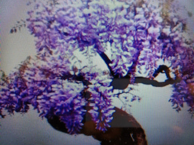 特殊少見日本紫藤花，老粗頭露根造型漂亮小品盆栽，1980元超商取貨免運費只有一盆好種植喜歡半日照以上的環境會爬藤
