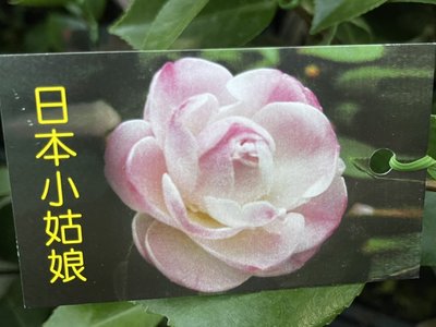 心心花園 ❤ 日本小姑娘 茶花苗 3.5吋盆 ❤觀花植物~農場擇優隨機出貨~四季翠綠~