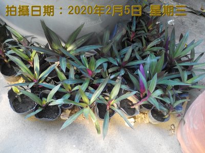 紫背萬年青 蚌蘭 小苗 (台中市太平區)