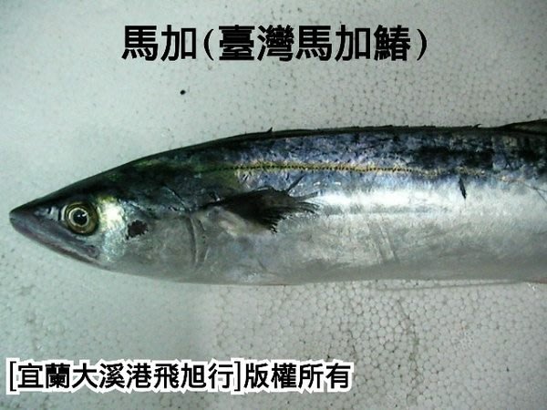 馬加魚 日本馬加鰆 0 8公斤以下較小魚體每公斤優惠價300 Yahoo奇摩拍賣