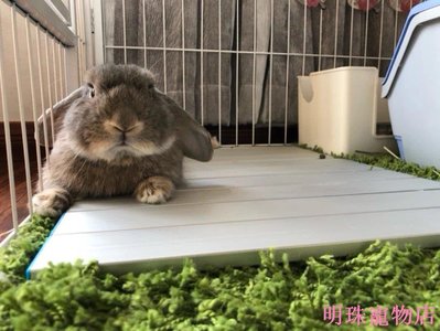 明珠寵物店~新品兔兔散熱板兔子降溫板鋁板倉鼠冰墊勺子隧道貓咪散熱板涼窩