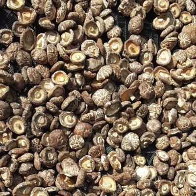 日曬花菇-花菇經日曬過後維生素D的含量比較多，埔里香菇、花菇批發、香菇批發-雙園南北貨商行