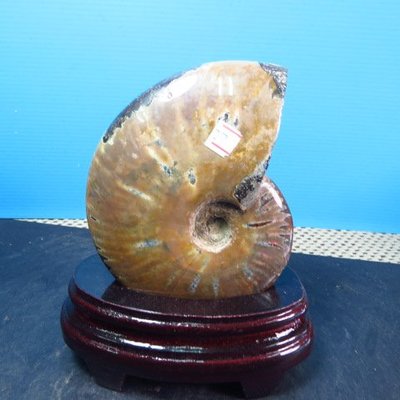 【競標網】天然完整斑彩鸚鵡螺化石擺件464克(贈座)(網路特價品、原價1800元)限量一件