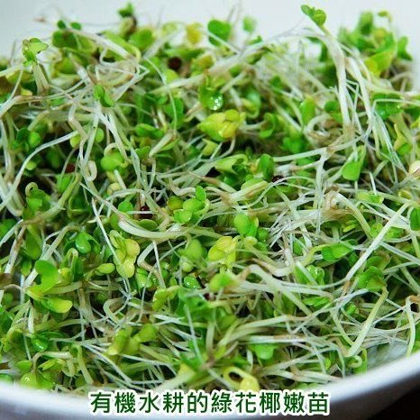 綠花椰種子 青花椰種子 西蘭花 青花菜 150g 可培育芽菜 綠花椰菜 紐西蘭 發芽率96 芽菜種子 芽苗菜種子 Yahoo奇摩拍賣