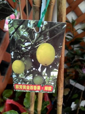 ╭☆東霖園藝☆╮新品種水果苗(黃甜百香果)黃金百香果---嫁接苗..會甜品種-