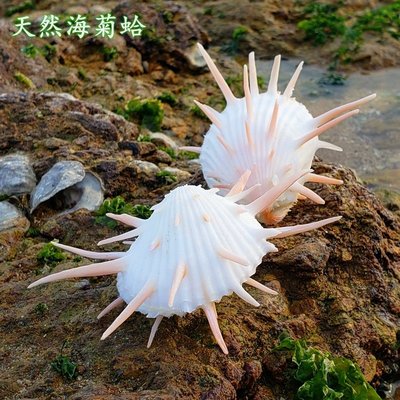 天然超大海螺大貝殼白海菊蛤魚缸造景海洋生物標本螺生日禮物收藏，特價