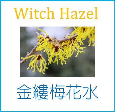 【花水/萃取液】金縷梅花水(100ml) Witch Hazel 泡澡球噴霧水