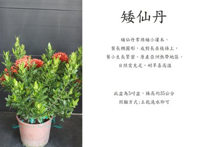 心栽花坊-矮仙丹/5吋/開花植物/綠離植物/售價150特價120
