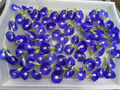 手工 天然日曬  單瓣 紫藍色 蝶豆花 豆莢每莢3元 /乾燥蝶豆花1公克2元