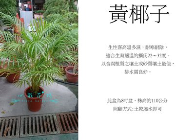 心栽花坊-黃椰子/黃金椰子/9吋/室內植物/觀葉植物/售價580特價500