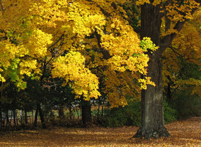 加拿大黃楓、黃金楓、黃楓樹7米徑300公分高