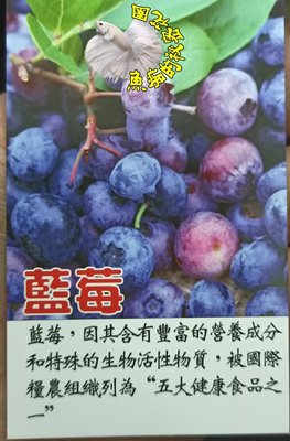 [溫帶藍莓盆栽] 5吋/6吋/8吋盆 ~3種規格~ 活體盆栽, 結果可食用 (都已經會結果了) 天氣冷才漂亮.太熱葉子醜