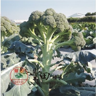 【野菜部屋~】E70 孔雀青花菜種子6粒 , 纖維少 , 甜脆 , 多階段性採收 ,每包15元~