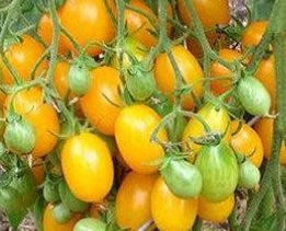 金豐碩黃蕃茄種子3顆h2003