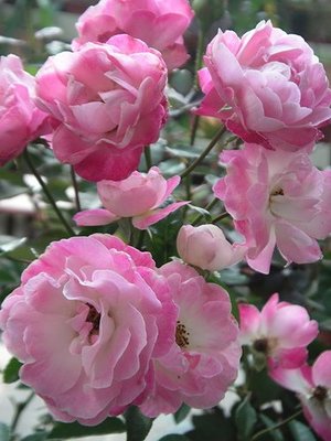 英國芳香歐月月季花苗 薔薇庭院盆栽綠植花卉 灌木月季擴張性植物四季開花2入/7吋盆