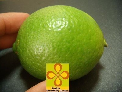 ╭☆東霖園藝☆╮水果苗( 四季檸檬)檸檬---