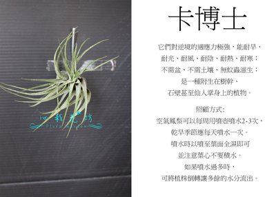 心栽花坊-卡博士/空氣鳳梨/懶人植物/售價150特價120