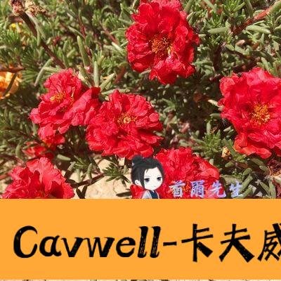 Cavwell-花卉種子 重瓣太陽花種子四季種易活開花不斷室內陽台花卉盆栽草花種籽子 7色-可開統編
