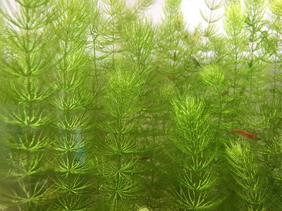 金魚藻🎉特價一株2元 🌈魚缸真水草 後景草 入門款 魚缸草景
