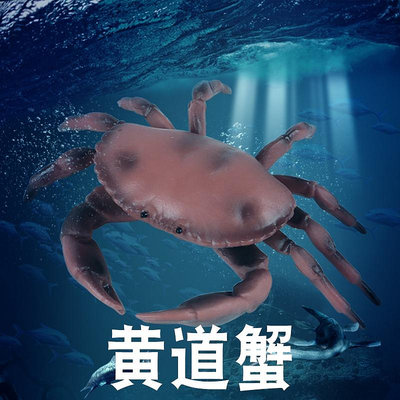 林暢模玩海洋爬行動物玩具黃道蟹模型面包蟹兒童仿真螃蟹海底生物