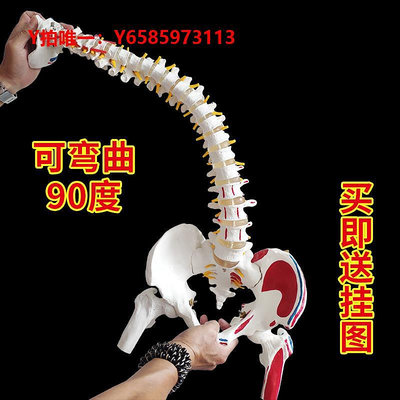 人體骨骼模型白色彩色人體脊椎模型帶骨盆半腿骨尾骨脊柱骨骼骨架用頸椎腰椎