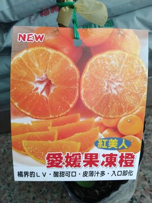 ╭☆東霖園藝☆╮新品種水果苗(愛媛果凍橙)果凍橙  目前30-40公分/葉子比圖片少