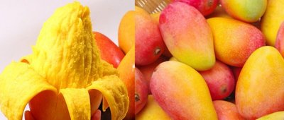 極品芒果無毒草生栽培，果實與草共生貴妃芒果5斤(7~8入)含運