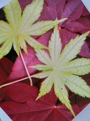 葉子很特別的日本品種紅楓樹小品盆栽名字叫做赤鴨立澤，長新芽葉子是全紅色的再來轉變成綠色帶線條，好種植990元超商免運