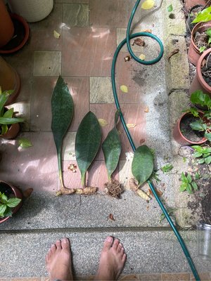品種大寶扇虎尾蘭5吋盆中壢平鎮可以面交。實物拍攝