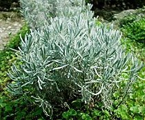 寬葉薰衣草=穗花薰衣草Spike Lavender "Lavandula latifolia"L. latifolia
