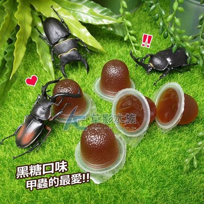 【AC草影】Insect Man 黑糖口味甲蟲果凍（16g/30入）【一包】成蟲 飼料 可搭配果凍台
