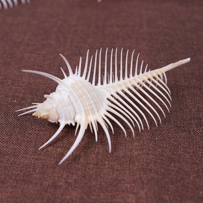 天然海螺白色維納斯骨螺殼收藏家居裝飾擺件攝影貝殼海~定價