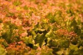 日本農用大包裝紅葉皺葉萵苣種子35克