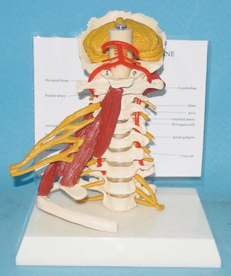 【奇滿來】人體頸椎帶肌肉神經模型 頸椎模型 人體骨骼模型 高級人體模型 醫學教學教具模型ARFT
