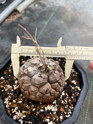 7-8公分南非龜甲龍 塊根植物 多顆可挑
