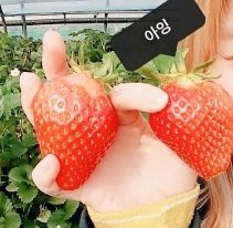 "草莓一族"日本草莓種子/韓國雪草莓王/20粒入種子