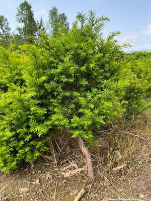 紅豆杉15年-20年種苗4689